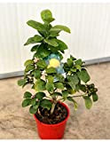 Limone lunario"Citrus limon" limone 4 stagioni pianta in vaso ø20 cm Agrumi di Sicilia