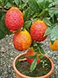 Limone rosso"Citrus limonimedica pigmentata" pianta di agrumi di Sicilia in vaso ø22 cm