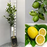 Limone Sfusato Amalfitano pianta fitocella 160 cm rifiorente Agrumi Vivaio annese