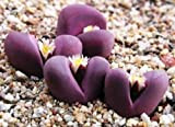 Lithops Optica Rubra rari mesembriantemi esotiche pietre vive succulenti cactus 30 SEMI