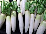Lotto di 500 semi di ravanello bianco - radice lunga - croccanti e gustosi