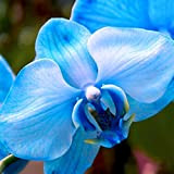 Lsgepavilion - Confezione da 20 semi di orchidea Phalaenopsis, motivo farfalla, orchidea, fiori ornamentali, facili da piantare casa, giardino, cortile ...