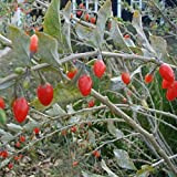 Lycium Barbarum Goji Berry 60 Tree Seeds.