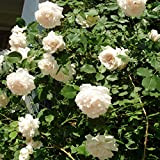 Madame Alfred Carrier, rosa rampicante antica Rose Barni®, di gran pregio, vigorosa, rifiorente, fiori grandi doppi a rosetta bianchi, leggermente ...