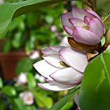 Magnolia"Fairy Blush" [Vaso Ø19cm]