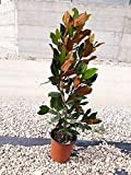 Magnolia Grandiflora 'Little Gem' vaso 19 cm