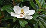Magnolia grandiflora pianta sempreverde in vaso h. 60/80 cm