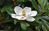 Magnolia grandiflora pianta sempreverde in vaso ø18 cm