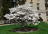 Magnolia stellata pianta in vaso ø17 cm h. 70/90 cm