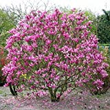 Magnolia “Susan” [Vaso Ø21cm]