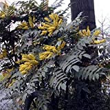 Mahonia Japonica (= Bealei) - Portavaso in mogonia, 50-60 cm