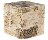 matches21 - Vaso quadrato in legno di betulla con corteccia di betulla, interno rivestito, 9,5 x 9,5 x 9 cm