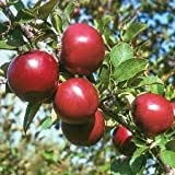 Mela mela rossa frutta amore carne rossa, alberi da frutto in vaso possono essere piantati alberi da frutto 50 Semi/Batterie
