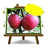 Meli Annurca – Pianta da frutto antico Portainnesto M9 su vaso 26 - albero max 200 cm - 4 anni