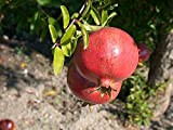 Melograno 1 PIANTA Produce Frutti GROSSI