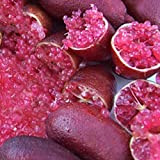 Migliori Semi Giardino importato originale Red Rose Finger semi Lime Pomegrante Plant, 10 semi, confezione professionale, un must per il ...