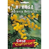 MIMOSA (Acacia Delbata) - SEMI