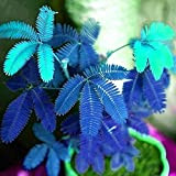 Mimosa Pudica Seed 20Pcs, 1 Borsa Mimosa Pudica Seed Natural High Tasso di germinazione Blu Blu Mimosa Pudica Seed per ...