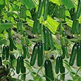 Mini cetriolo Beit Alpha Garden Seeds - 50 semi biologici non geneticamente modificati, gustose e ideali per insalate / snack ...