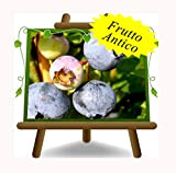 Mirtilli Nero Gigante Americano var. Elliot -Pianta da frutto antico su vaso da 20- albero max 120 cm - 2 ...