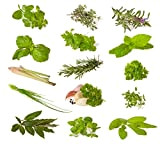 Miscela di erbe (erbe culinarie) - 14 tipi - ~1600 ++ semi - ordinati per tipo -