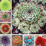 Mix: 100 pezzi Incredibili piante Sempervivum Misto Mini giardino Succulente Semi di cactus Porri Casa perenne Porri Vivi per sempre ...