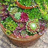 Mix di Sempervivum - 10 piante | Piante Grasse Semprevive dei Tetti per Interni | 5-15 cm