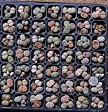 Mix Living Stone Lithops 20 Seeds.