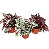 Mix of ornamental-leaved begonias"Botanica" - 3 plants - 12cm pot