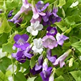 Mix Twining Snapdragon 30 Annual Perennial Flower Seeds.