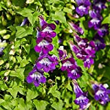 Mix Twining Snapdragon Seeds | Asarina Scandens 30 Deciduous Vine Climber Annual Perennial Flower Seeds.
