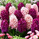 Mix viola e rosa (15 bulbi), Collezione di giacinti profumati, 3 varietà/colori, perenne, mix di bulbi da fiore resistenti dall'Olanda ...
