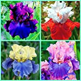 Mixed Bulbi di iris iris di alta qualità facile da coltivare buona decorazioniz interno.