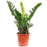 Molla portafortuna – Zamioculcas zamiifolia 3+ – altezza ca. 55 cm, diametro pentola 17 cm
