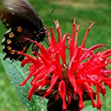 Monarda didyma Panorama Red Shades | Beebalm Scarlet | 20_Seeds