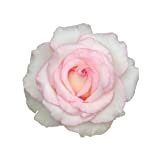 Moonstone®, rosa viva di Rose Barni®, rosa in vaso effetto prestigio di color panna con bordo rosa, ideale per coltivazione ...