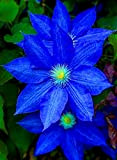 Mr.seeds seme 300 Clematis Hybridas clematis vasi di fiori blu appeso, patio B. piante Looming Sementes De Flores