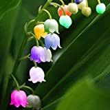 Mughetto semi di fiori, semi campana di orchidee, aroma ricco, bonsai di semi di fiori, orchidee-20 multi-colored semi