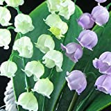 Mughetto semi di fiori, semi campana di orchidee, aroma ricco, bonsai di semi di fiori, orchidee-20 multi-colored semi