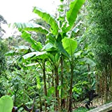 Musa basjoo – Banano giapponese (varietà nana resistente al freddo) [Vaso Ø12cm]