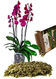Muschio per Piante, come Sphagnum per Orchidee, Bonsai Crescita Premium Pila Moss 125 Gr.