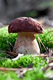 Mycelium - Boletus Pinophilus, fungo da foresta, per coltivare i tuoi funghi