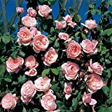 Nahema®, rosa rampicante in vaso di Rose Barni®, pianta di rosa rampicante rifiorente grandi fiori, altezza raggiunta 5 metri, rifiorente ...