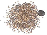 Nano Seed Confezione Mugo Pino, Pinus mugo Pumilio Semi Ideale Per Bonsai 10
