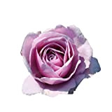 Nautica®, rosa viva di Rose Barni®, rosa in vaso effetto massivo di color lilla lavanda, ideale per coltivazione in vaso, ...