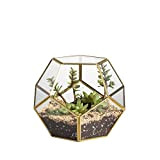 NCYP Terrario geometrico per succulente, trasparente, formato da dodici lastre pentagonali in vetro (Senza Piante, Senza Porta)