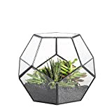 NCYP Terrario geometrico per succulente, trasparente, formato da dodici lastre pentagonali in vetro, Clear, Nero (Senza Piante, Senza Porta)