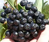 Nero Chokeberry - Aronia melanocarpa Nero - 35 + semi - frutti commestibili - Berry