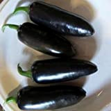 Nero Jalapeno Pepper semi- delizioso sapore -10 Seeds