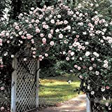 New Dawn Bianco Rosa Climbing semi di rosa fiore pianta, Professional Service Pack, 50 semi/Api Pack, Luce fragrante Attirare